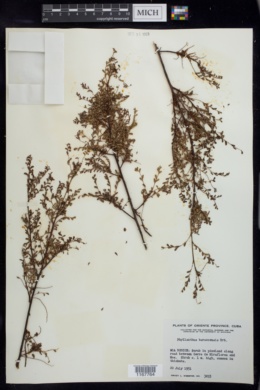 Phyllanthus chamaecristoides image
