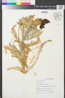 Image of Astragalus curtipes