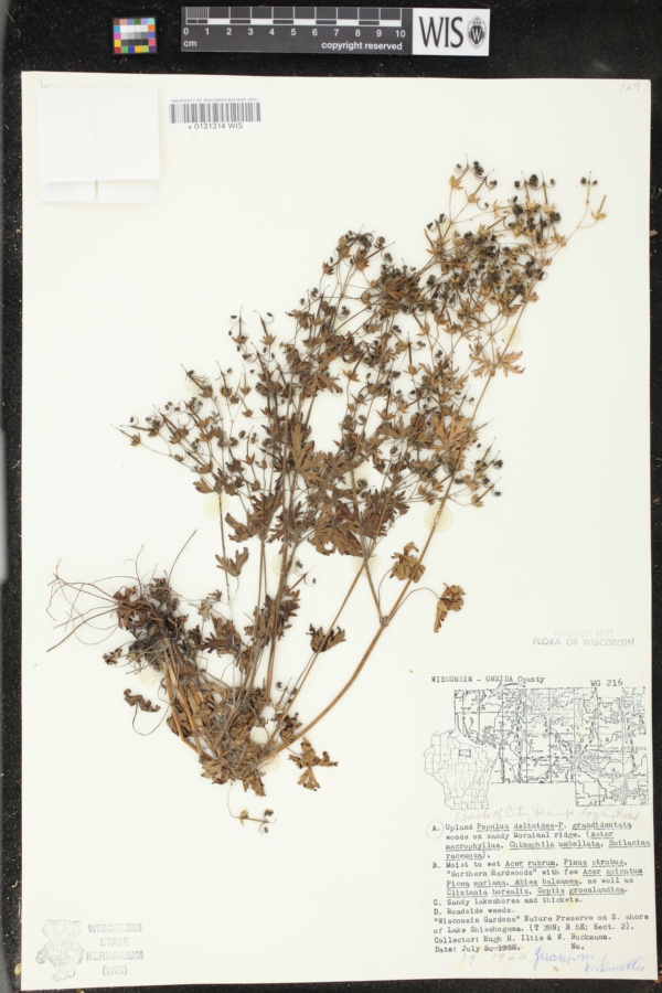 Geranium bicknellii var. bicknellii image