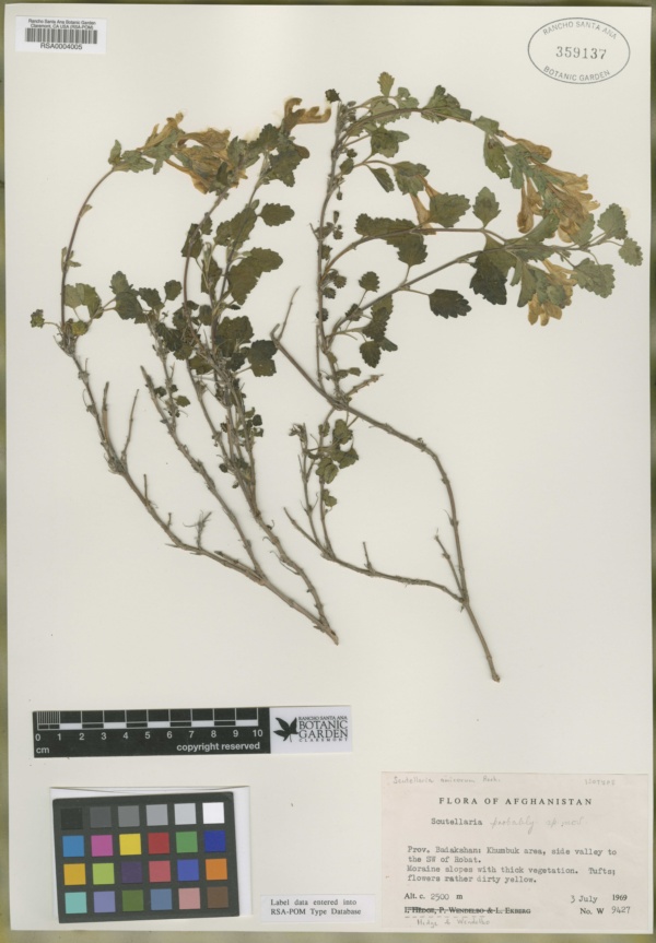 Scutellaria amicorum image