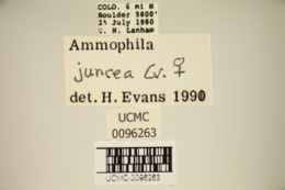 Ammophila juncea image