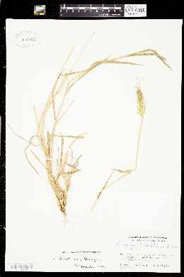 Polypogon australis image