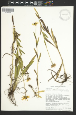Image of Rudbeckia missouriensis