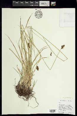 Carex lagunensis image