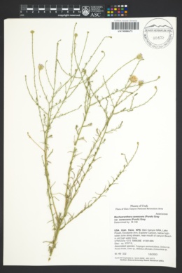 Dieteria canescens subsp. canescens image