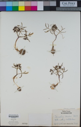Lomatium lithosolamans image