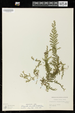 Image of Selaginella denudata