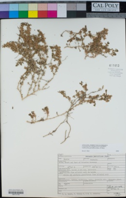 Petunia parviflora image