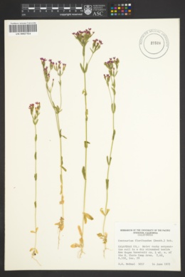 Image of Centaurium floribundum