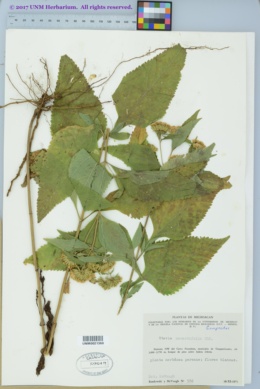 Stevia amblyolepis image
