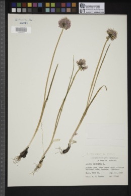 Allium schoenoprasum subsp. sibiricum image