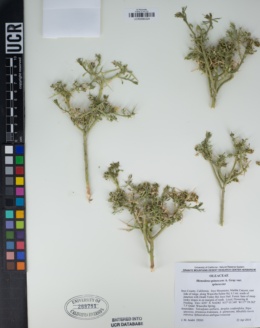 Menodora spinescens var. spinescens image