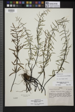 Pellaea ternifolia subsp. arizonica image