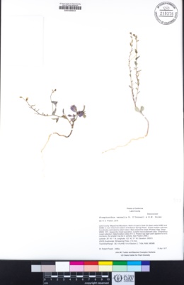 Image of Streptanthus vernalis