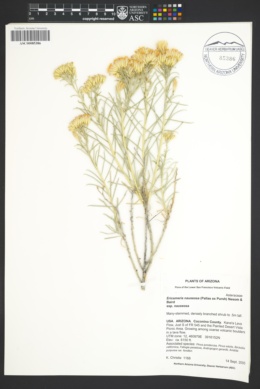 Ericameria nauseosa subsp. nauseosa image