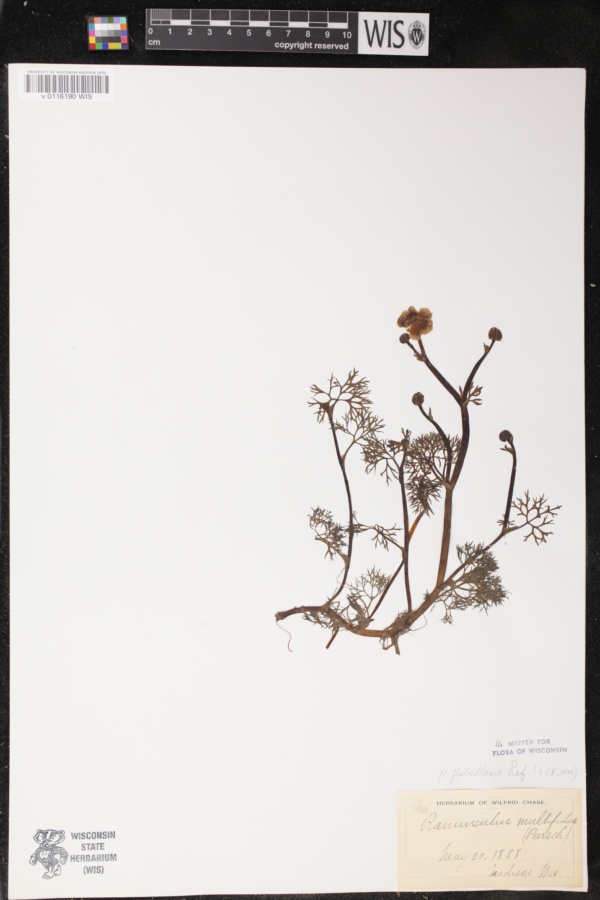 Ranunculus flabellaris image