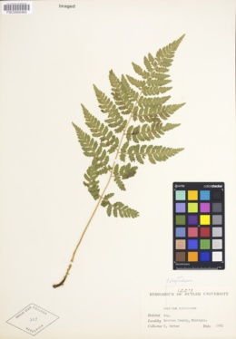 Image of Polystichum spinulosum