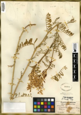 Astragalus tweedyi image