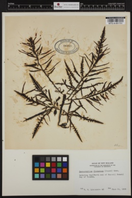 Carpophyllum flexuosum image