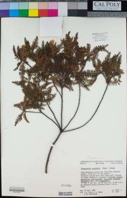 Chamaebatia australis image