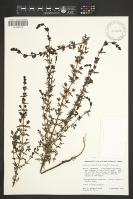 Seymeria chihuahuana image