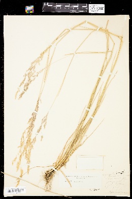 Image of Agrostis bourgeaei