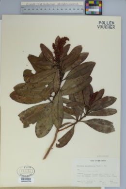 Image of Arbutus glandulosa