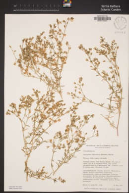 Spergularia macrotheca var. macrotheca image