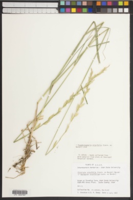 Pseudoroegneria stipifolia image