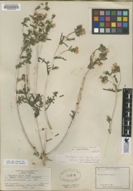 Mentzelia albicaulis var. jonesii image
