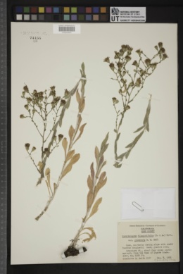 Corethrogyne filaginifolia var. glomerata image