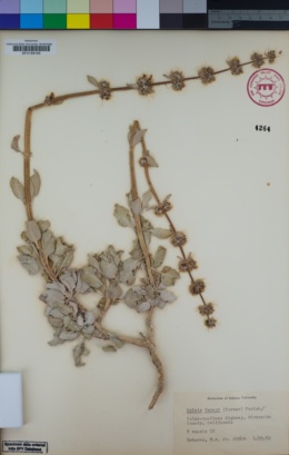 Image of Salvia vaseyi