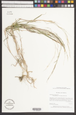 Muhlenbergia huegelii image