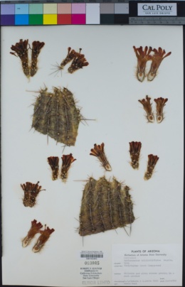 Image of Echinocereus triglochidiatus