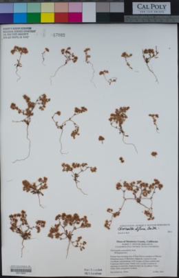 Chorizanthe diffusa image