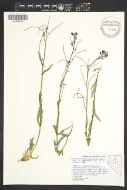 Image of Boechera sparsiflora