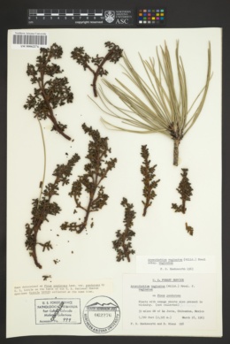 Arceuthobium vaginatum subsp. vaginatum image