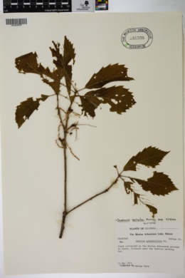 Quercus serrata subsp. serrata image