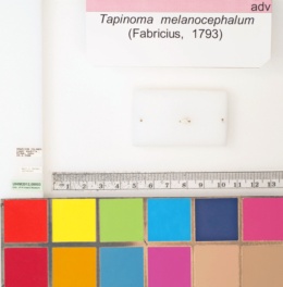 Tapinoma melanocephalum image