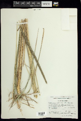 Muhlenbergia macroura image