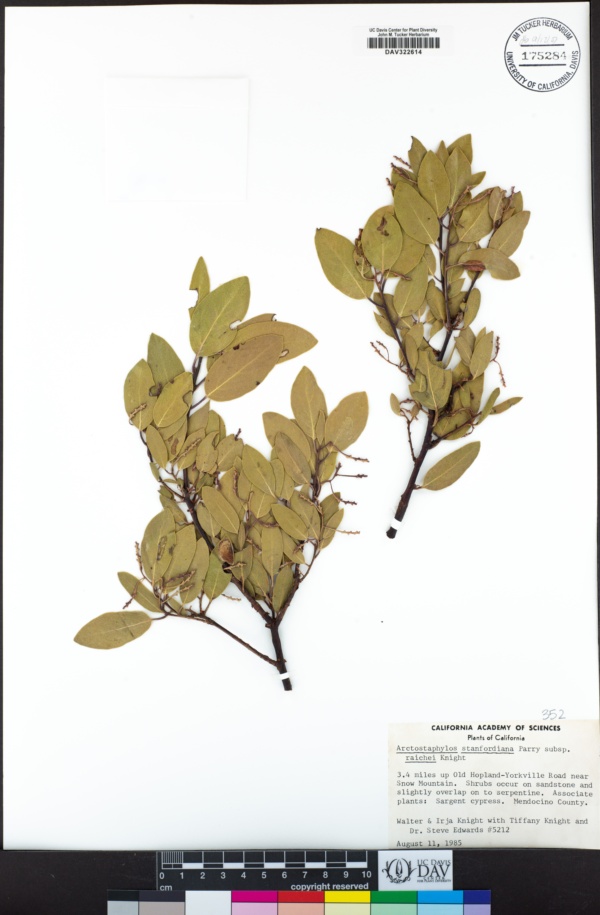 Arctostaphylos stanfordiana subsp. raichei image