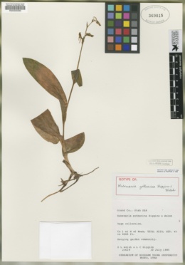 Platanthera zothecina image
