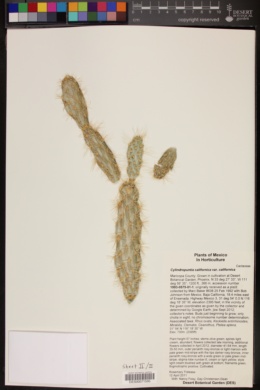 Cylindropuntia californica var. californica image