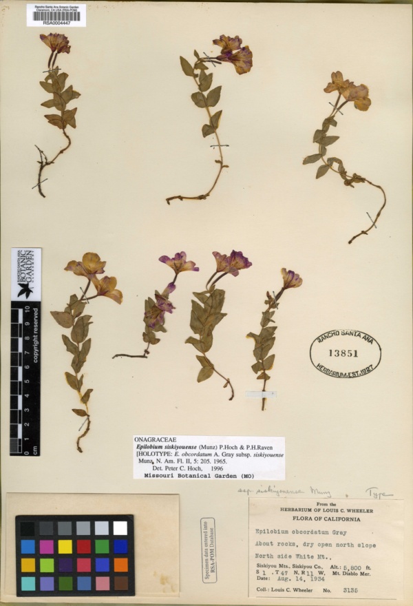 Epilobium obcordatum subsp. siskiyouense image