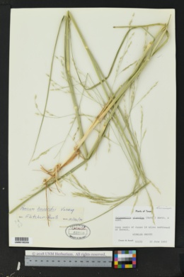 Image of Panicum havardii
