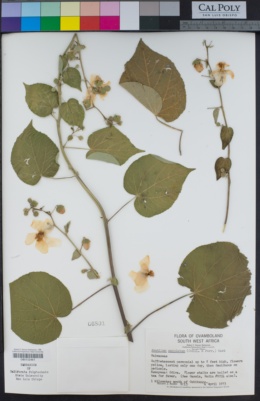 Image of Abutilon angulatum