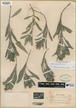 Lagascea angustifolia image
