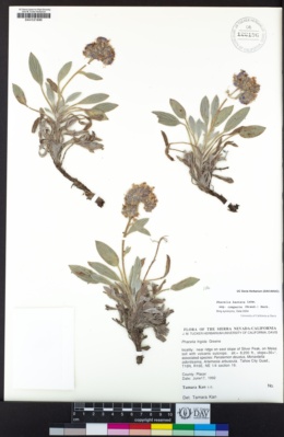 Phacelia hastata subsp. compacta image