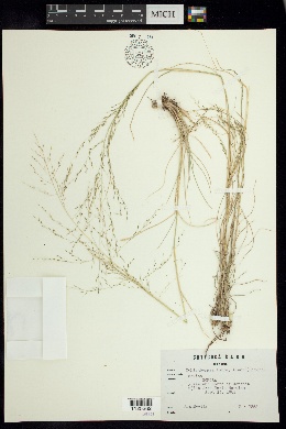 Muhlenbergia torreyana image