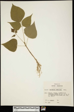 Erythrina americana image